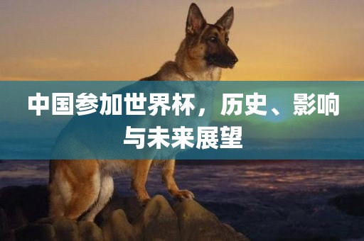 中国参加世界杯，历史洛阳市法福文化传播有限公司、影响与未来展望