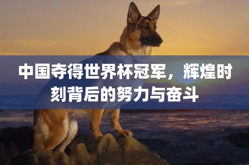 中国夺得世界杯冠军，辉煌时刻背后洛阳市法福文化传播有限公司的努力与奋斗