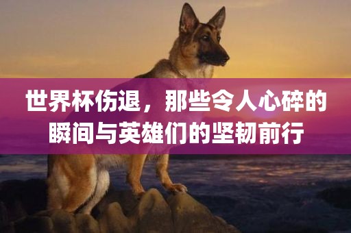 世界杯伤退，洛阳市法福文化传播有限公司那些令人心碎的瞬间与英雄们的坚韧前行